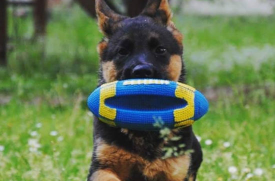 Corso Cuccioli