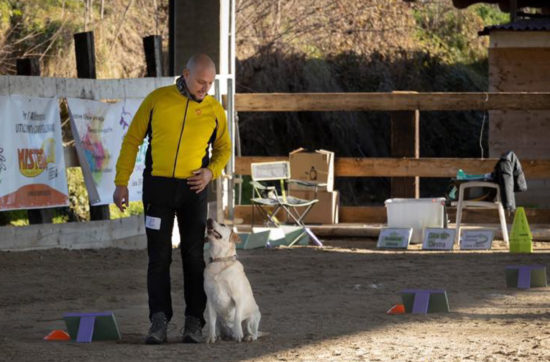 Corsi di educazione per cani adulti